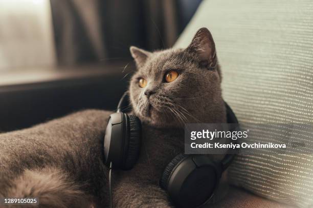 grey cat with headphones isolated on white background - headphones isolated ストックフォトと画像