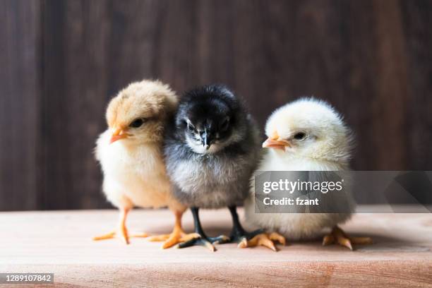 tre små kycklingar - fågelunge bildbanksfoton och bilder