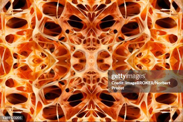 photomontage, graphic structure, detail, chambers, indeterminate sponge (porifera) interior, indian ocean, gangga island, bangka islands, north sulewesi, indonesia - spongia stock pictures, royalty-free photos & images