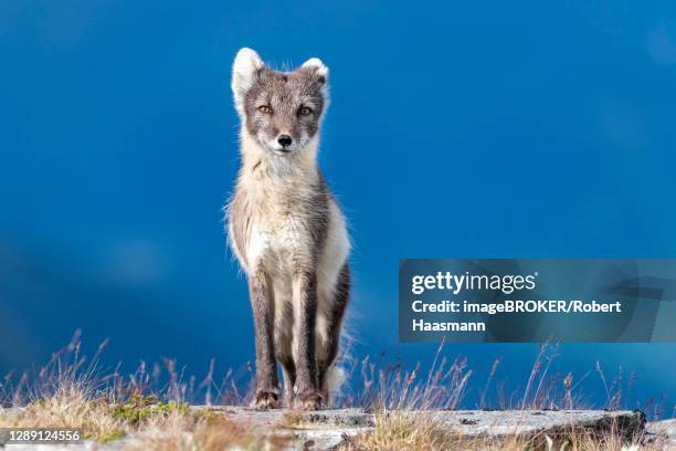 arctic fox (vulpes lagopus), dovrefjell-sunndalsfjella national park, norway - arctic fox cub stock pictures, royalty-free photos & images