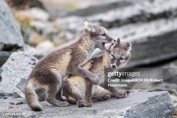 young arctic foxes (vulpes lagopus) playing, dovrefjell-sunndalsfjella national park, norway - arctic fox stock pictures, royalty-free photos & images