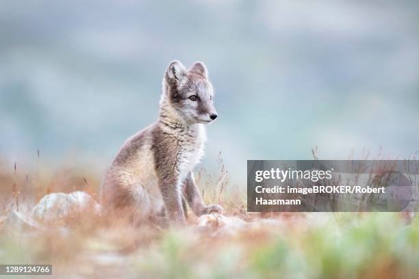 young arctic fox (vulpes lagopus), dovrefjell-sunndalsfjella national park, norway - arctic fox cub stock pictures, royalty-free photos & images