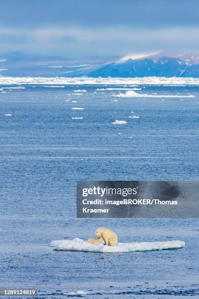 polar bear with baby on ice floe, east coast greenland, denmark - polar bear stock-fotos und bilder