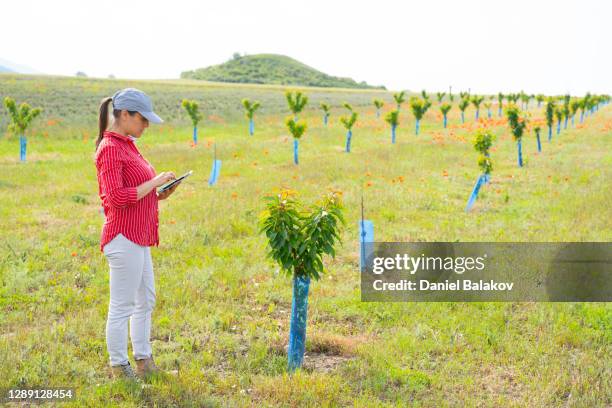 Checking Tree Planting Study Of Trees Photos and Premium High Res Pictures - Getty Images