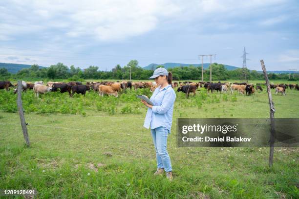 granja diario moderna. rancho de ganadería. vacas lecheras. retrato de un granjero revisando el ganado en el pasto. - hereford cattle fotografías e imágenes de stock