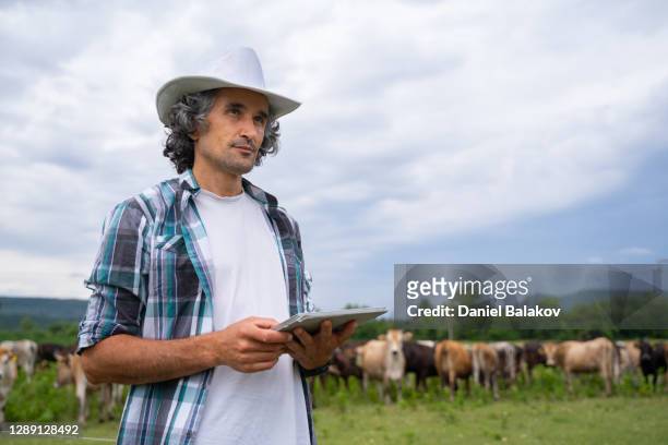 granja diario moderna. rancho de ganadería. vacas lecheras. retrato de un granjero revisando el ganado en el pasto. - hereford cattle fotografías e imágenes de stock