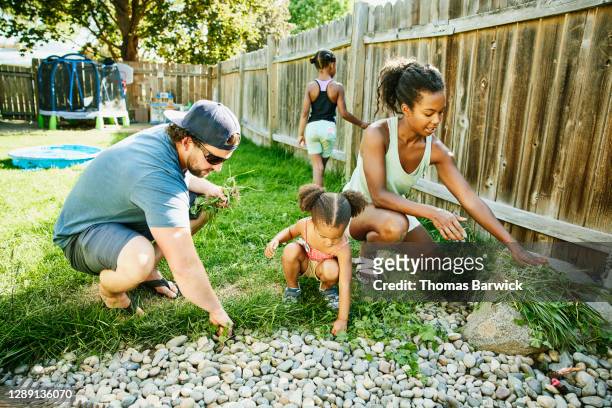 family pulling weeds in backyard garden on summer afternoon - uncultivated stock pictures, royalty-free photos & images