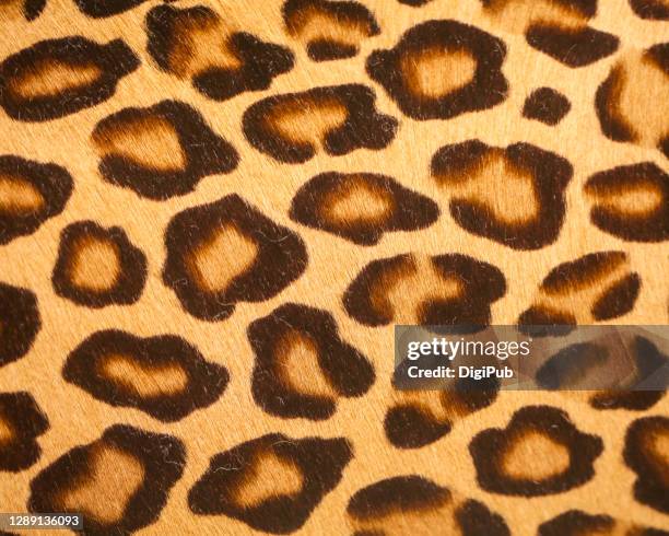 leopard print pattern - leopardenfell stock-fotos und bilder