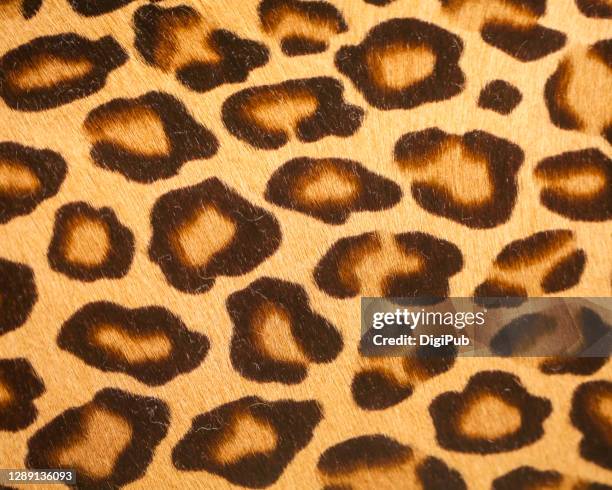 leopard print pattern - leopard print stock pictures, royalty-free photos & images