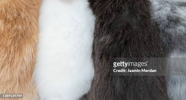 row of many fur samples of different colors - black fox stock pictures, royalty-free photos & images