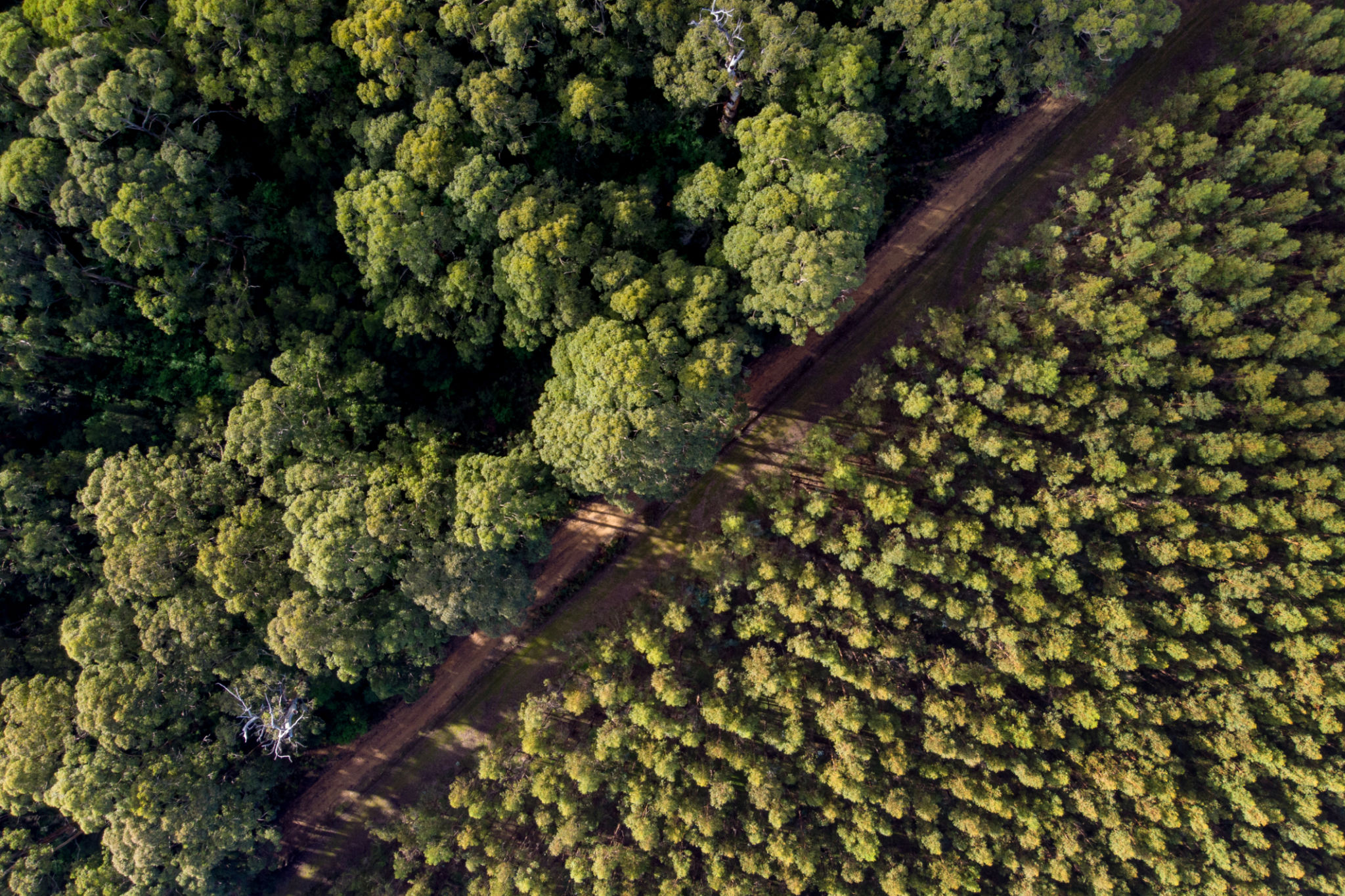 drone spring Australia