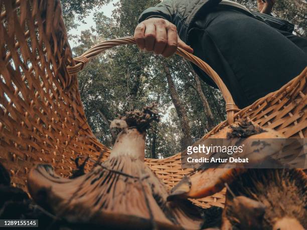 guy hunting edible mushrooms in the forest during autumn with creative point of view from inside the basket. - wide angle stockfoto's en -beelden