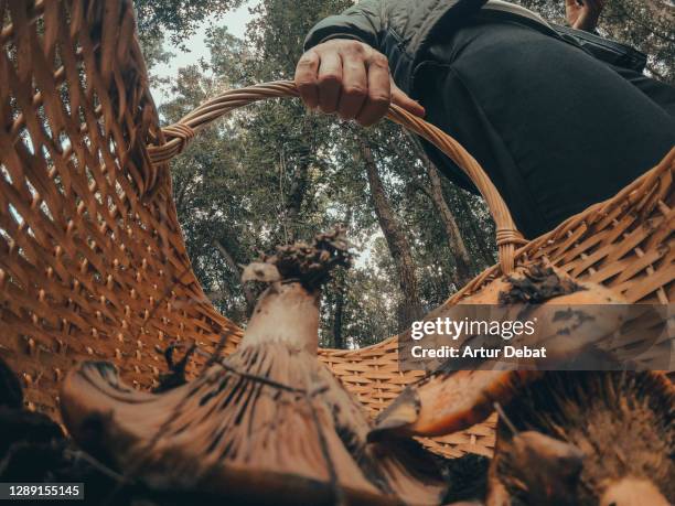 guy hunting edible mushrooms in the forest during autumn with creative point of view from inside the basket. - wide angle lens stock pictures, royalty-free photos & images