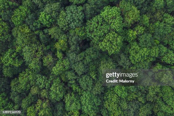 aerial view of forest. - german forest stock-fotos und bilder