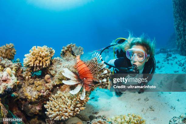 lionfish fish underwater sea life  coral reef  underwater photo scuba diver point of view. female scuba diving in background. - lionfish stock pictures, royalty-free photos & images