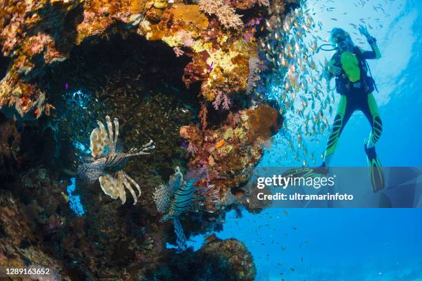 lionfish and glassfish fish underwater sea life  coral reef  underwater photo scuba diver point of view. female scuba diving in background. - lionfish stock pictures, royalty-free photos & images