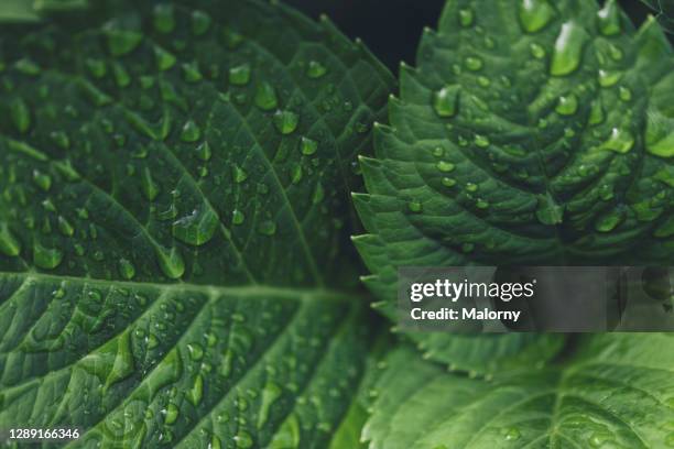 close-up of water drops on green leaves. - nürnberg rainy stock pictures, royalty-free photos & images