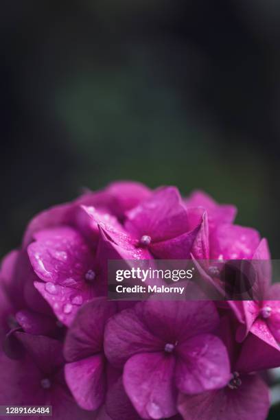 close-up of purple flowers. viola. - nürnberg rainy stock pictures, royalty-free photos & images