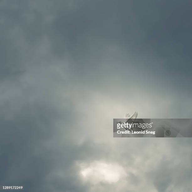 travel photography, flying white dove, symbol of peace, on a stormy cloudy sky background - white pigeon stock pictures, royalty-free photos & images