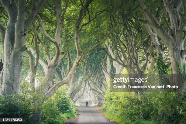 man at the dark hedges, northern ireland, uk. - ireland travel stock pictures, royalty-free photos & images