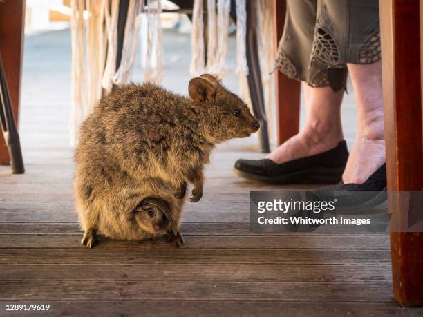 quokka (setonix brachyurus) with baby in pouch under cafe table on rottnest island, perth, western australia - quokka stock-fotos und bilder