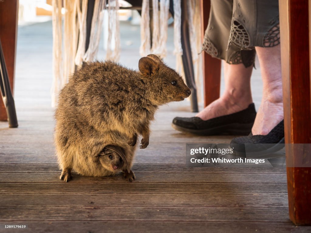 Quokka (Setonix brachyurus) with baby in pouch under cafe table on Rottnest Island, Perth, Western Australia