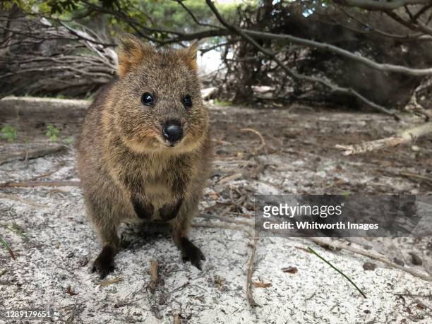 quokka (setonix brachyurus) on rottnest island, perth, western australia - quokka stock-fotos und bilder