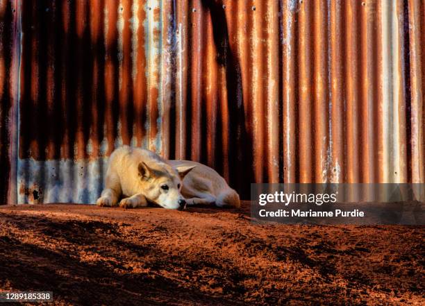 a dingo resting - dingo fence stockfoto's en -beelden