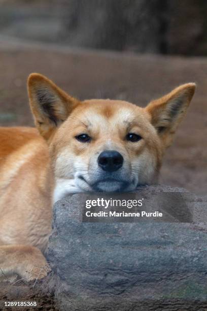 a dingo at rest - dingo imagens e fotografias de stock