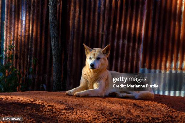 a dingo resting - dingo imagens e fotografias de stock