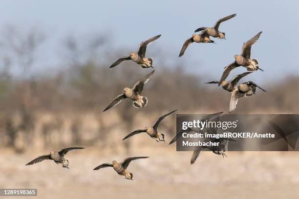 nam aqua sandgrouse (pterocles namaqua) flock of many birds in flight, etosha national park, namibia - southern africa stock pictures, royalty-free photos & images