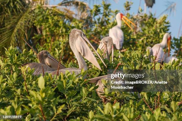 pink-backed pelicans (pelecanus rufescens), painted stork (mycteria leucocephala) on floating bush island, okavango delta, botswana - botswana okavango stock pictures, royalty-free photos & images