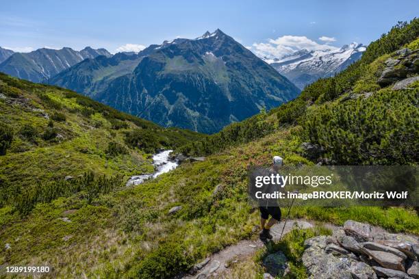 hiker on hiking trail, berliner hoehenweg, middle grosser greiner, right kleiner hochsteller, kaelberlahnerspitze and hochsteller, zillertaler alps, zillertal, tyrol, austria - alpes de zillertal fotografías e imágenes de stock