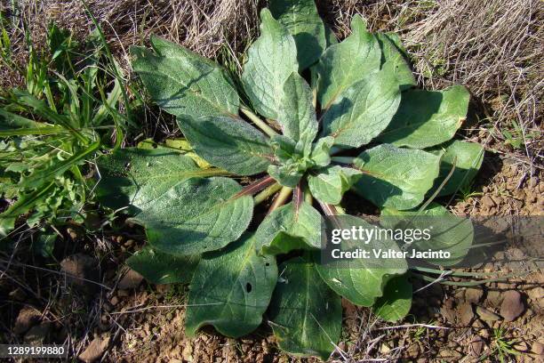 purple viper's bugloss (echium plantagineum) - borage stockfoto's en -beelden