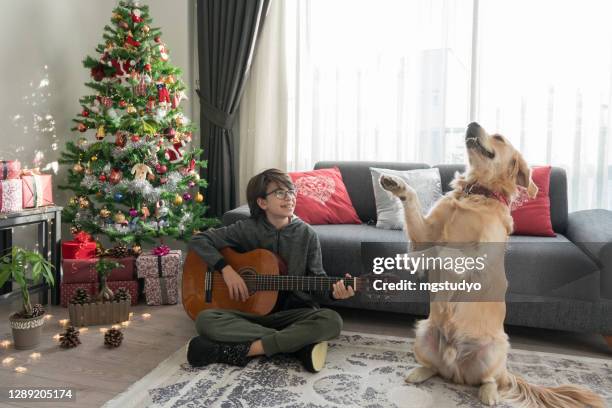 teen boy playing guitar wit her dog, sitting indoor near decorated christmas tree . - i love teen boys stock pictures, royalty-free photos & images