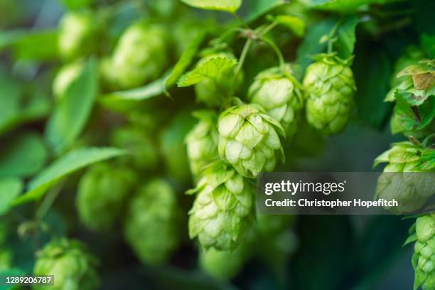 close up of hops in flower - hop stockfoto's en -beelden