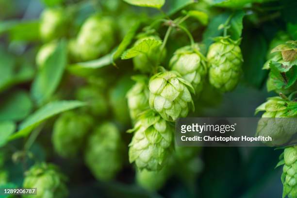 close up of hops in flower - 蛇麻草 個照片及圖片檔