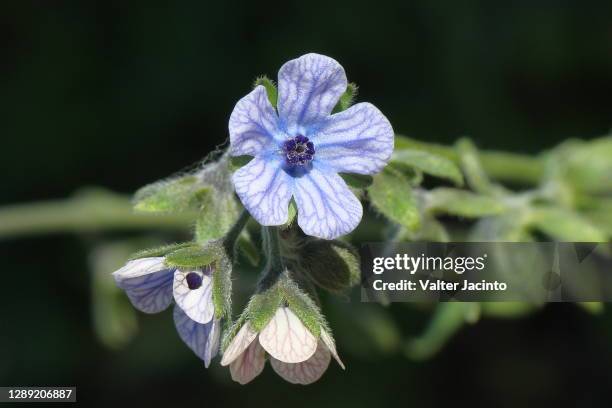 blue hound's-tongue (cynoglossum creticum) - cynoglossum stock pictures, royalty-free photos & images