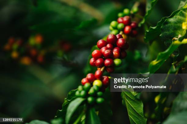 coffee berries, close-up arabica coffee berries on the tree ready to harvest - cherry tree stockfoto's en -beelden
