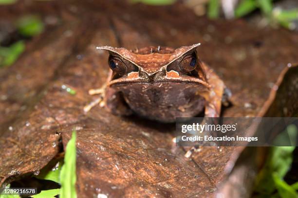 Long-nosed Horned Frog, Megophrys nasuta, Litter frogs family, Megophryidae, Kubah National Park, Kuching, Sarawak, Borneo, Malaysia.