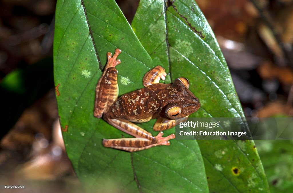Harlequin Gliding Tree Frog, Rhacophorus pardalis, Rhacophoridae family, Kubah National Park, Kuching, Sarawak, Borneo, Malaysia