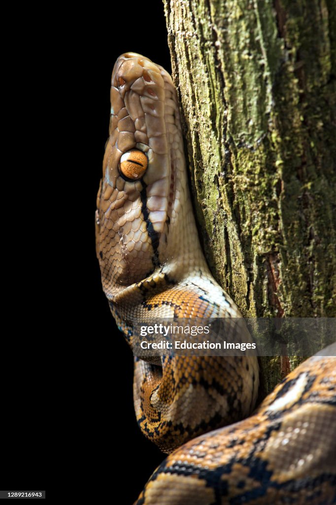 Malaysian Python Reticulus Reticulated python, Malayopython reticulatus, Danum Valley... News ...