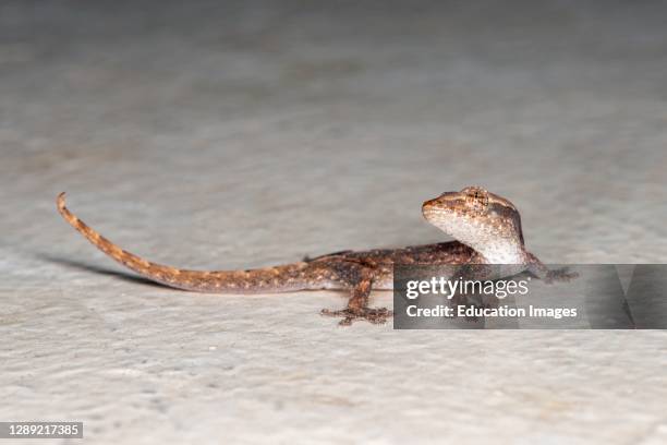 Maui, Hawaii, Mourning Gecko: Lepidodactylus lugubris, is also called the Common smooth-scaled gecko.