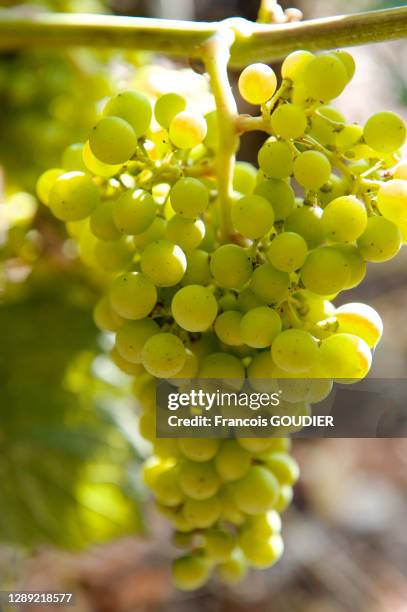 Grappe de raisin dans les vignes de Saint Emilion le 16 juillet 2009, France