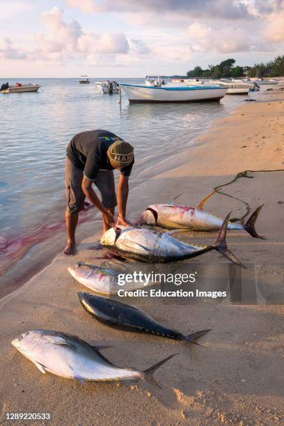 397 Mauritius Fish Stock Photos, High-Res Pictures, and Images - Getty ...
