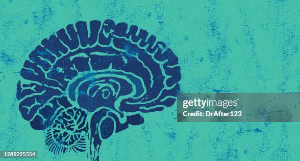 brain cross section blue concept - brain cross section stock illustrations