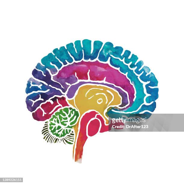 brain cross section water color cut out - human brain stock illustrations