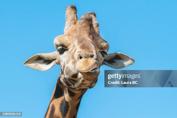 portrait of a funny giraffe looking at camera with weird face - animal meme stock pictures, royalty-free photos & images