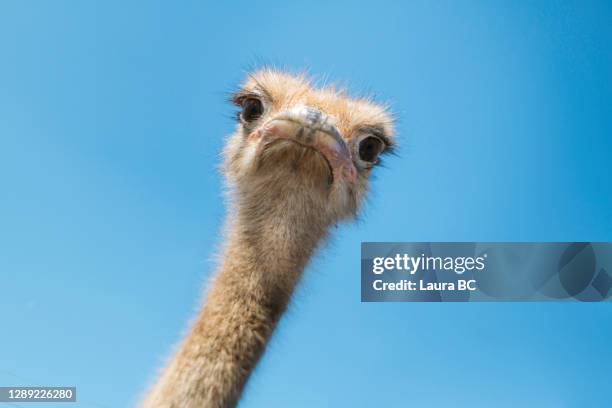 portrait of an ostrich - meme foto e immagini stock