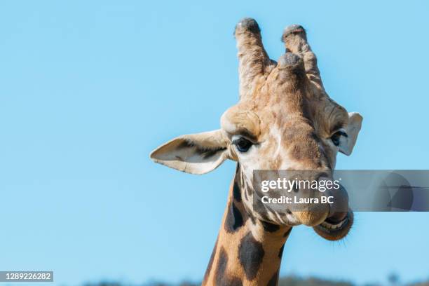 portrait of a funny giraffe licking its nose with weird face - animal meme stock pictures, royalty-free photos & images